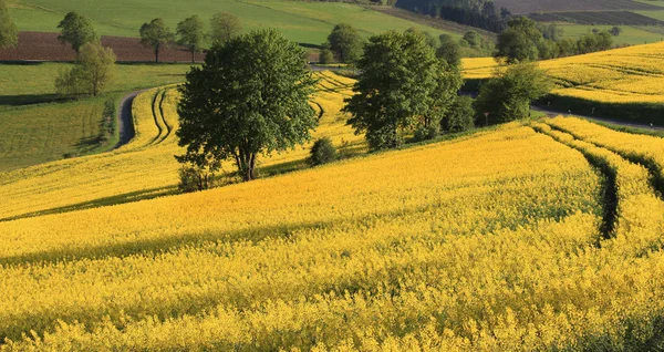 Widok Wiosną Kwitnące Pole Gwałtu Pobliżu Herschede Schmallenberg Hochsauerland Nasiona — Zdjęcie stockowe