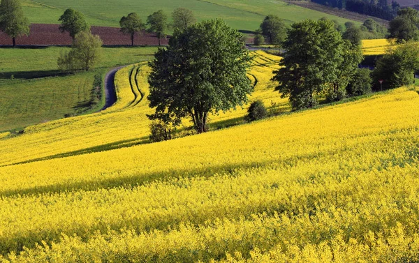 Våren Blommande Rapsfält Nära Herschede Schmallenberg Hyttlandet Raps Har Odlats — Stockfoto