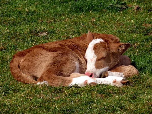 Sleeping Calf Pasture Meinkenbracht Nature Park Ebbegebirge Sleeping Calf Field — Stock Photo, Image