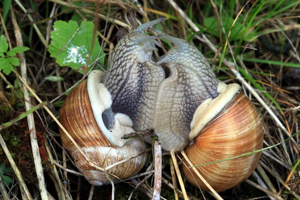 Viñedos Kopula Caracol Centroeuropeo Más Grande Libertad Puede Alcanzar Edad — Foto de Stock