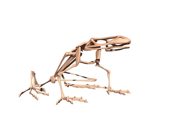 Szkielet Żaby Kości Żaby — Zdjęcie stockowe