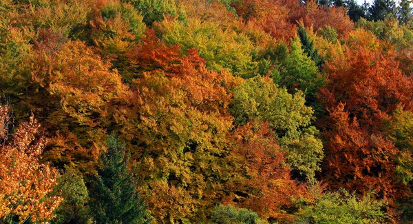 Urwald Den Autumnal Mixed Deciduous Forest Mountain Slope Rothaargebirge Meschede — 스톡 사진