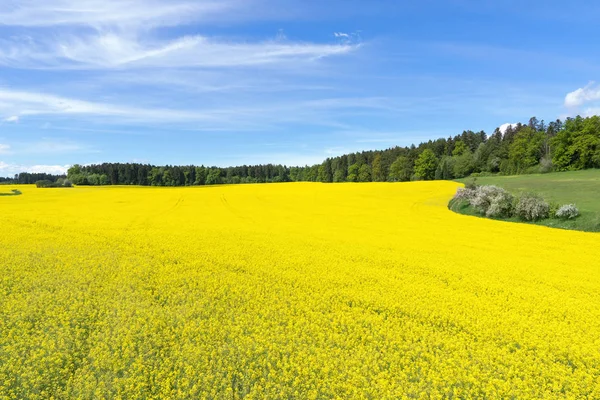 Grande Campo Colza Florido Amarelo Frente Uma Floresta Primavera Com — Fotografia de Stock