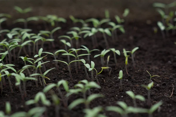 Petits Légumes Verts Sains Poussant Intérieur Une Serre — Photo