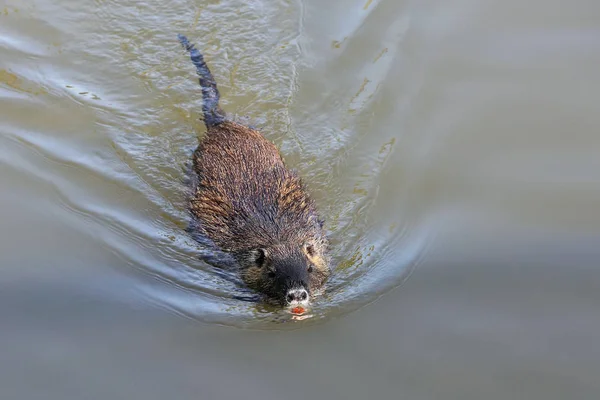 自然界の栄養動物であるマイオカスター コピプスは — ストック写真