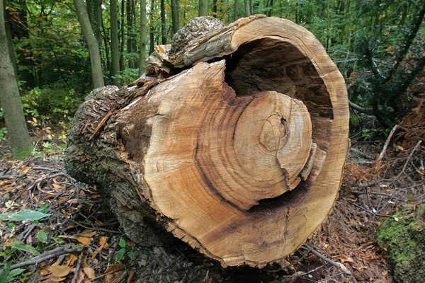 Drewno Opałowe Pień Drzewa — Zdjęcie stockowe