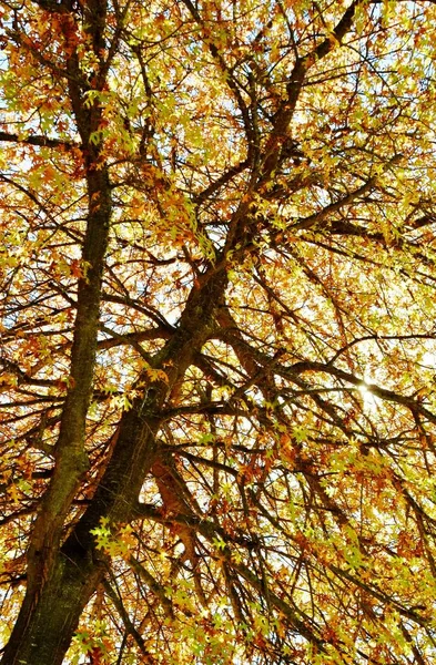 Czerwone Liście Jesienna Flora — Zdjęcie stockowe