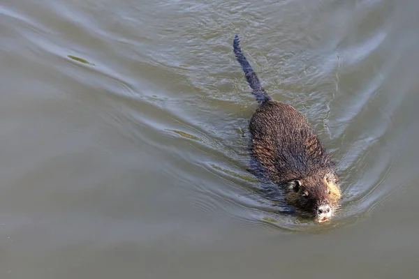 Nutria Ζώο Στη Φύση Myocastor Coypus — Φωτογραφία Αρχείου