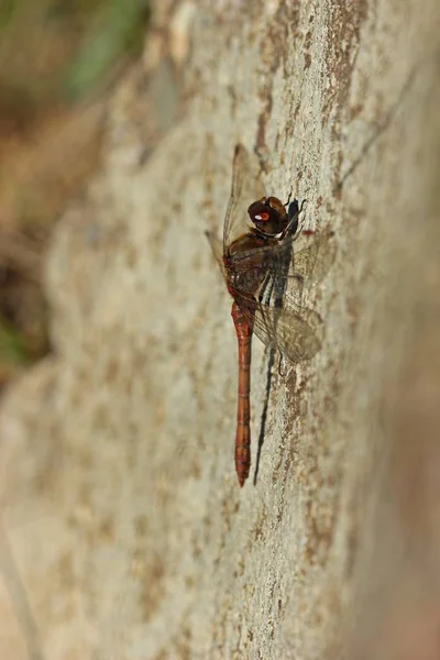 Großer Darter Sympetrum Striolatum Auf Stein Seitlich — Stockfoto