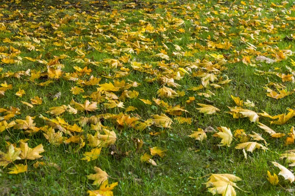 Autumn Abstract Natural Daylight Scene Lot Yellow Orange Maple Leaves — Stock Photo, Image