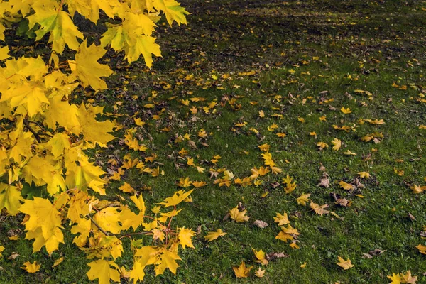Осенняя Абстрактная Сцена Естественного Дневного Света Большим Количеством Желтых Оранжевых — стоковое фото