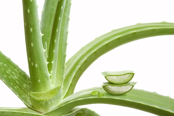 Aloe Vera Zöld Viráglevél — Stock Fotó