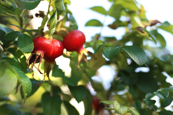 Rosa Cadera Los Frutos Maduros Rosa Silvestre Monte — Foto de Stock