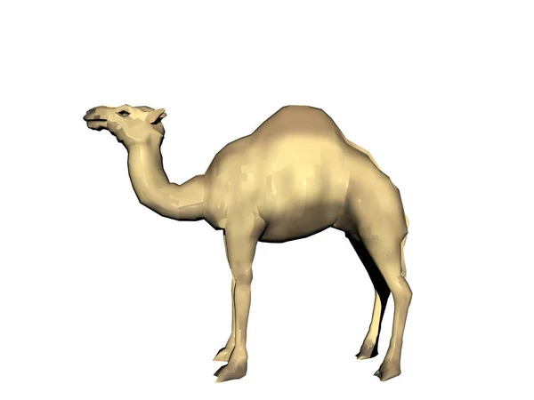 在白色背景上孤立的骆驼模型 — 图库照片