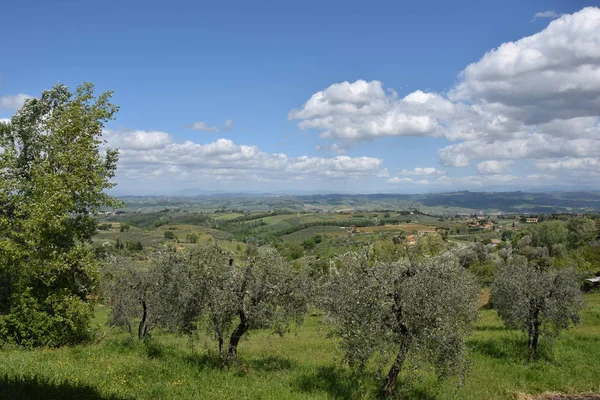 Olijfboom Natuur Flora — Stockfoto