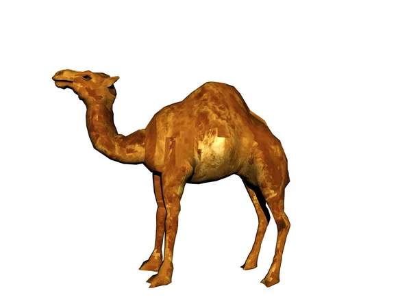 在白色背景上孤立的骆驼模型 — 图库照片