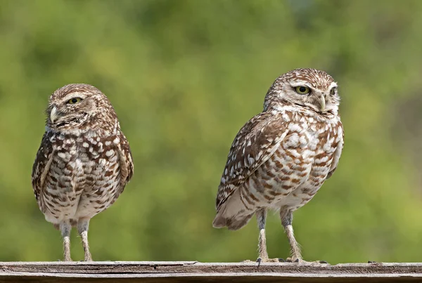 View Beautiful Bird Nature — Stock Photo, Image