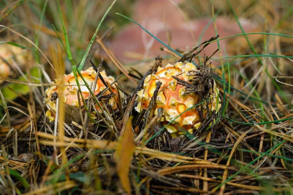 Herbstpilz Amanita Muscaria Junge Pilze Bahnen Sich Ihren Weg Durch — Stockfoto