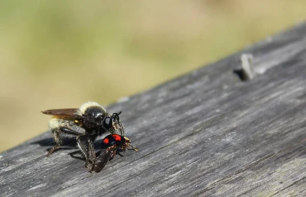 Viol Mouche Chasse Manger Des Insectes Herbivores — Photo