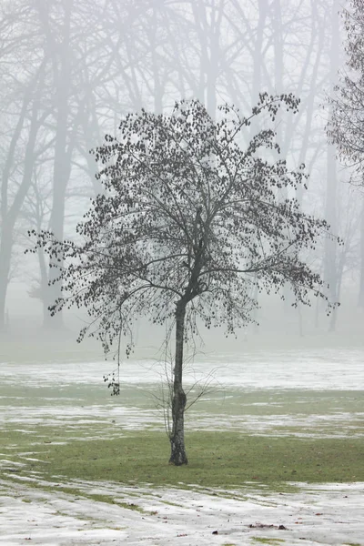 Bäume Herbst Nebel lizenzfreie Stockfotos