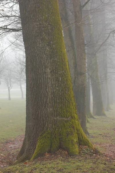 Bäume Herbst Nebel Stockbild