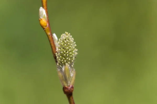 Baum Blüte Europa Euro Siden Spring Kerneudikotyledonen Makro Nahaufnahme — Stockfoto