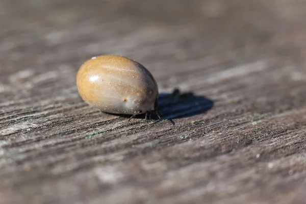 Közelkép Bug Vad Természet — Stock Fotó