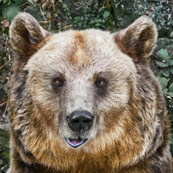 Närbild Porträtt Brunbjörn — Stockfoto
