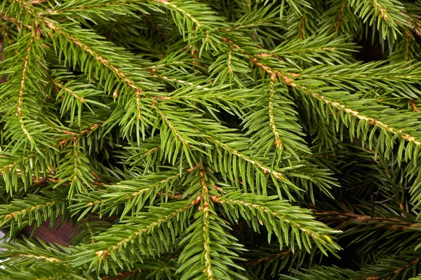 Fundo Ramos Verdes Abeto Fir Árvore Spruce — Fotografia de Stock