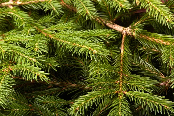 Fondo Ramas Verdes Abeto Árbol Flores Spruce — Foto de Stock