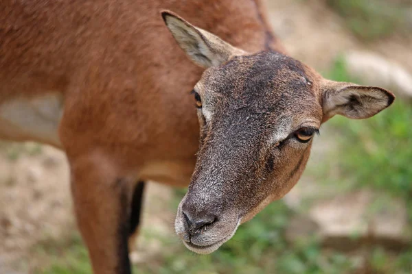 Head Study Mouflon Ovis Orientalis Musimon —  Fotos de Stock