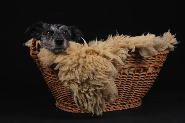 Dog Basket — Stock Photo, Image