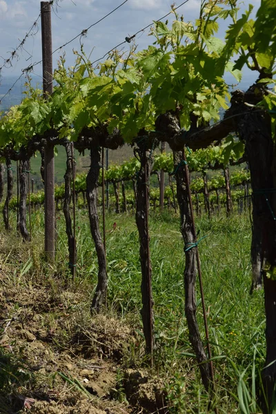 Uitzicht Het Landschap Italië — Stockfoto