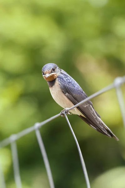 Andorinha Celeiro Hirundo Rustica Jovem Sentado Uma Cerca Retrato — Fotografia de Stock