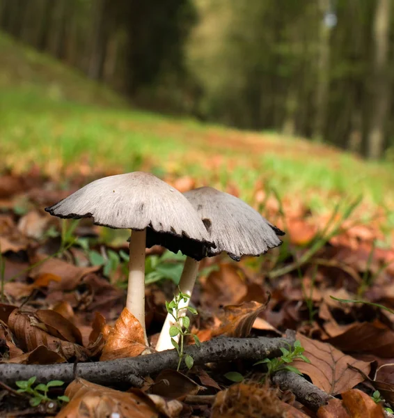 Zwei Pilze Bitkisel Wald — Stok fotoğraf