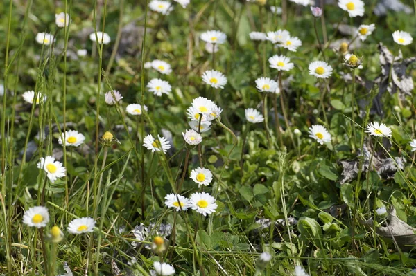 Vista Panoramica Bellissimi Fiori Margherite — Foto Stock