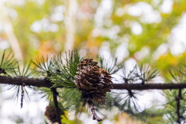 背景にぼっくり効果と秋の黄色の色調で森の中で撮影コーンと松の枝 — ストック写真