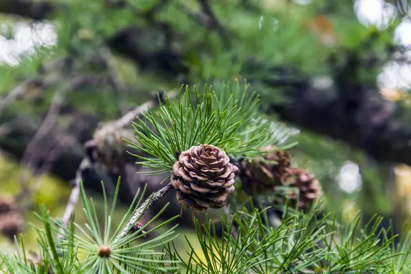 背景にぼっくり効果と秋の黄色の色調で森の中で撮影コーンと松の枝 — ストック写真