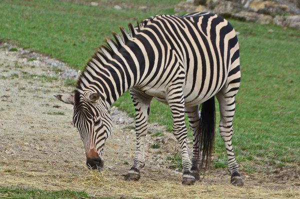 Detailní Záběr Zvířat Zoologické Zahradě — Stock fotografie