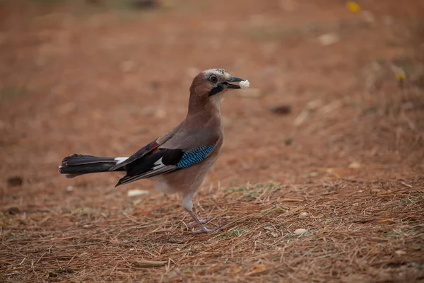 Güzel Jay Kuşunun Manzarası — Stok fotoğraf
