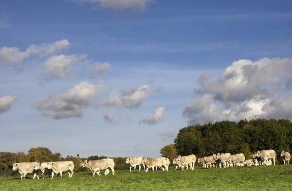 Krávy Záplavové Nížině Řeky Waal Nedaleko Waardenburgu Nizozemské Provincii Gelderland — Stock fotografie