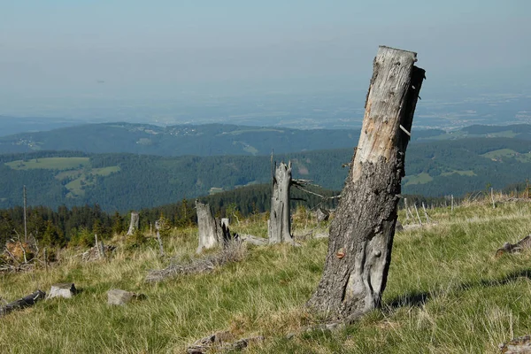 Stromy Kmeny Stromů Linie Stromů Alpách Modrou Oblohou — Stock fotografie