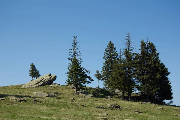 trees,tree trunks,tree line in the alps with blue sky