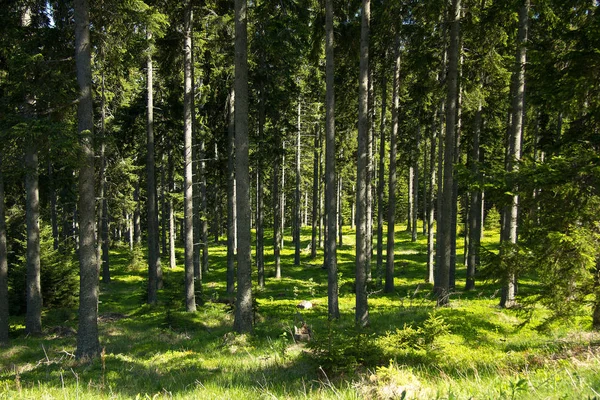 Árvores Troncos Árvores Linha Árvores Nos Alpes Com Céu Azul — Fotografia de Stock