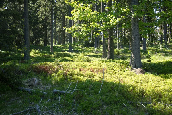 Stromy Kmeny Stromů Linie Stromů Alpách Modrou Oblohou — Stock fotografie