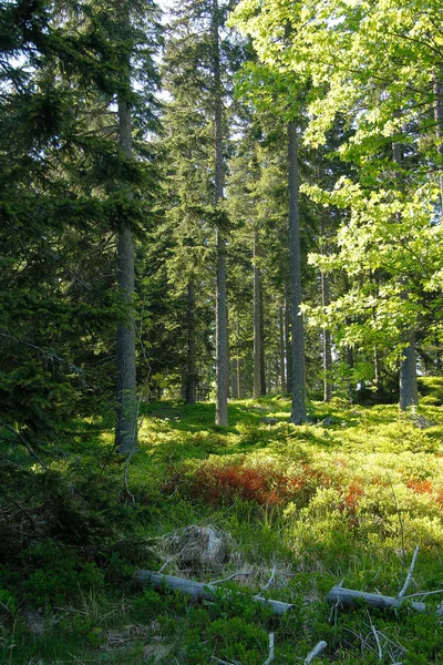 Alberi Tronchi Albero Linea Albero Nelle Alpi Con Cielo Blu — Foto Stock