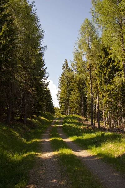 Erdőben Fák Között Fatörzsek Alpokban — Stock Fotó