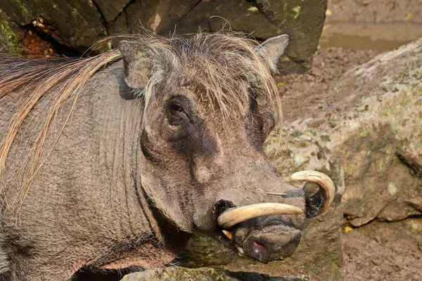 Closeup of animal at zoo