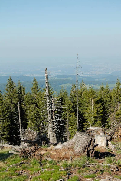 Ağaçlar Ağaç Gövdeleri Alplerdeki Ağaçlar Mavi Gökyüzü — Stok fotoğraf
