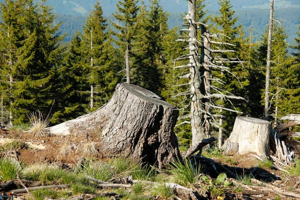 trees,tree trunks,tree line in the alps with blue sky